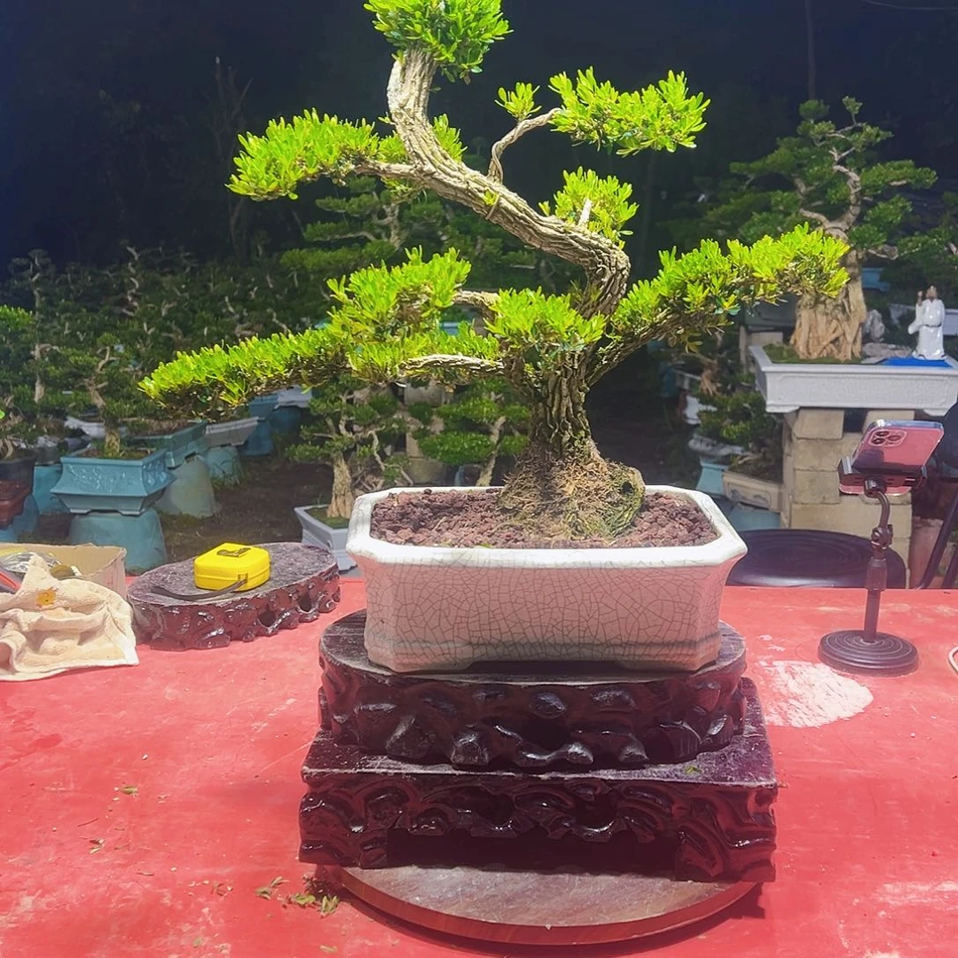 无花朵广东黄杨盆景