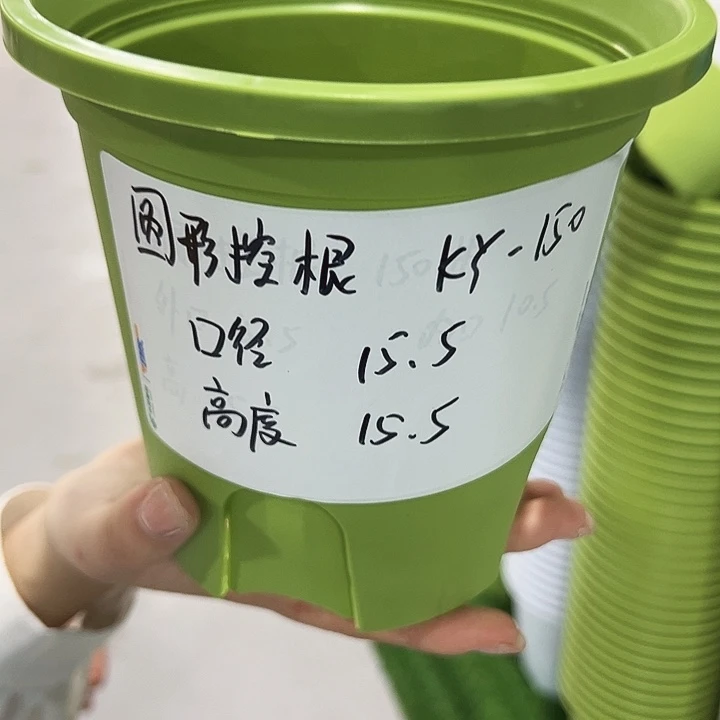 正品圆控口15高15果绿无托10只