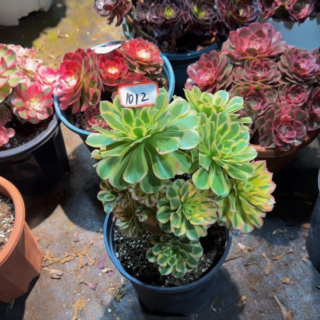 H***61012多肉法师锦1111