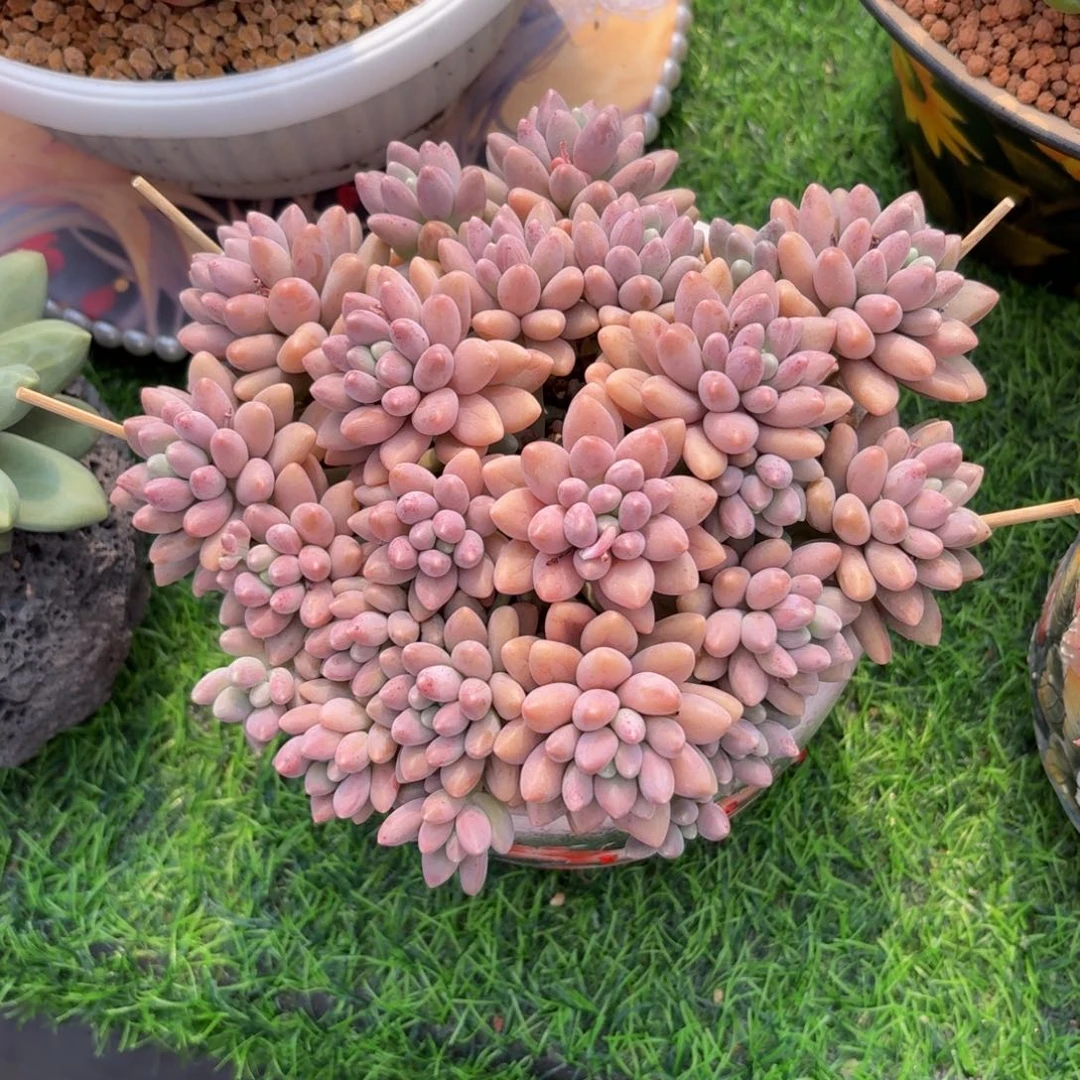 星黛露多肉美美哒的