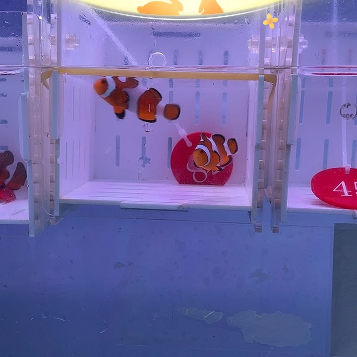 海水鱼精品皇冠一对