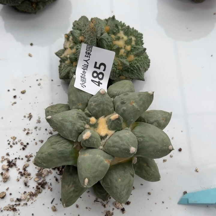 棕**生485可节后发货 可帮发根