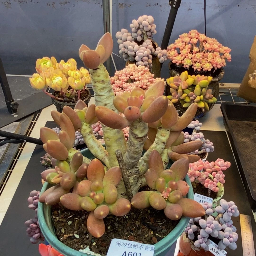 601芒果奶多肉18c m
