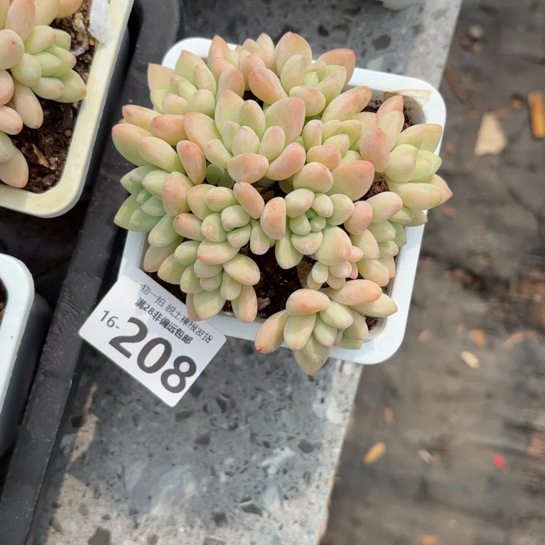 元***饱奶酪蛋糕整桩