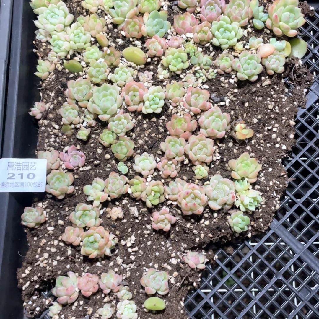 水果糖一物一拍210