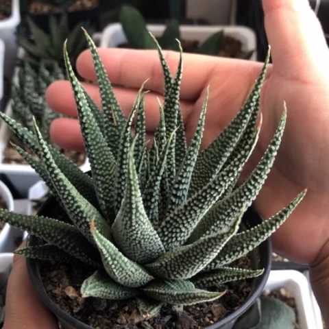 地上星脱盆发货哈哈哈哈