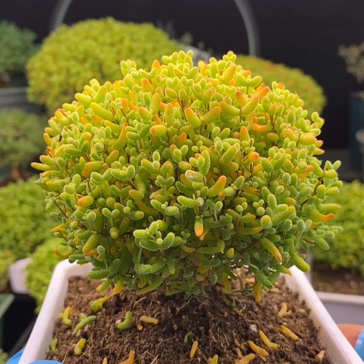 无花朵360蜜橘糖球（冠幅11厘米）。