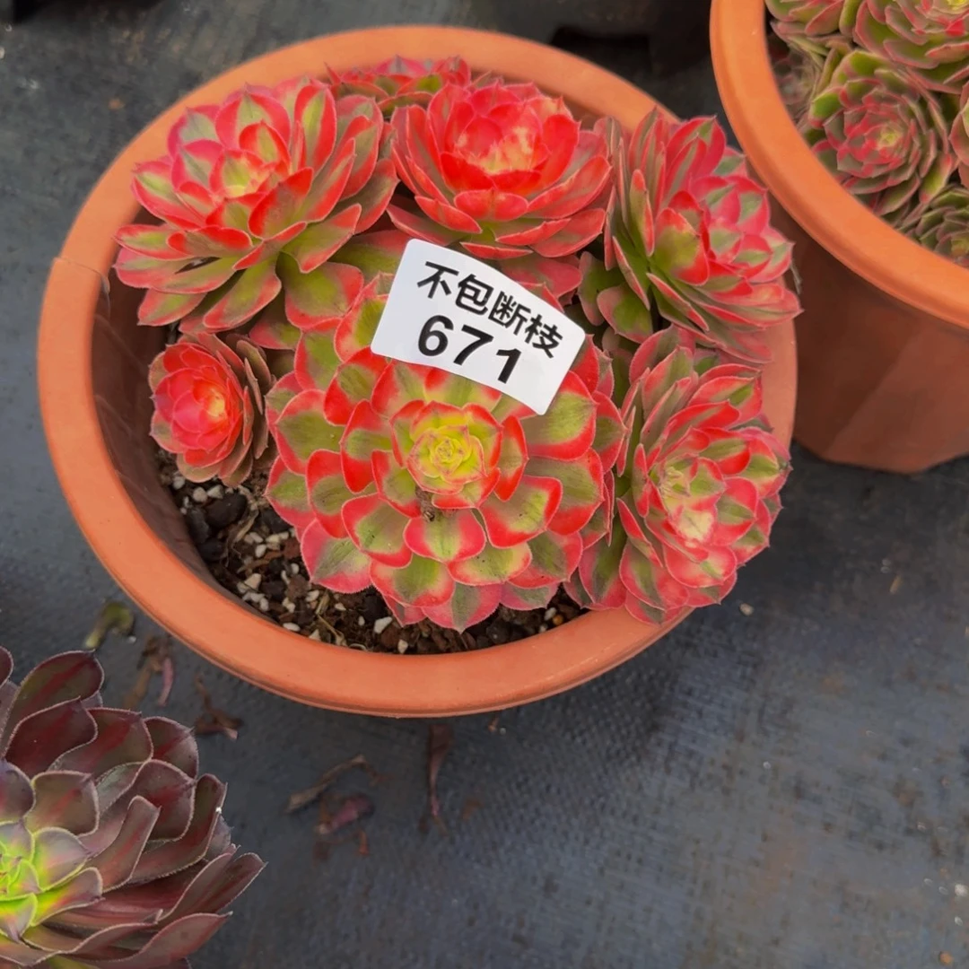 671多肉植物法师号