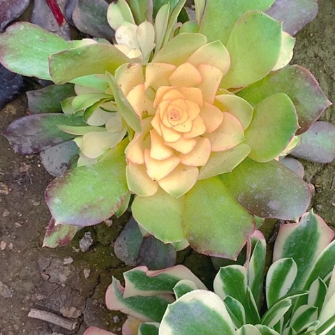 803雅典娜多肉植物