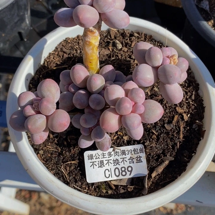 小****没香水手指奶8cm1089多肉植物