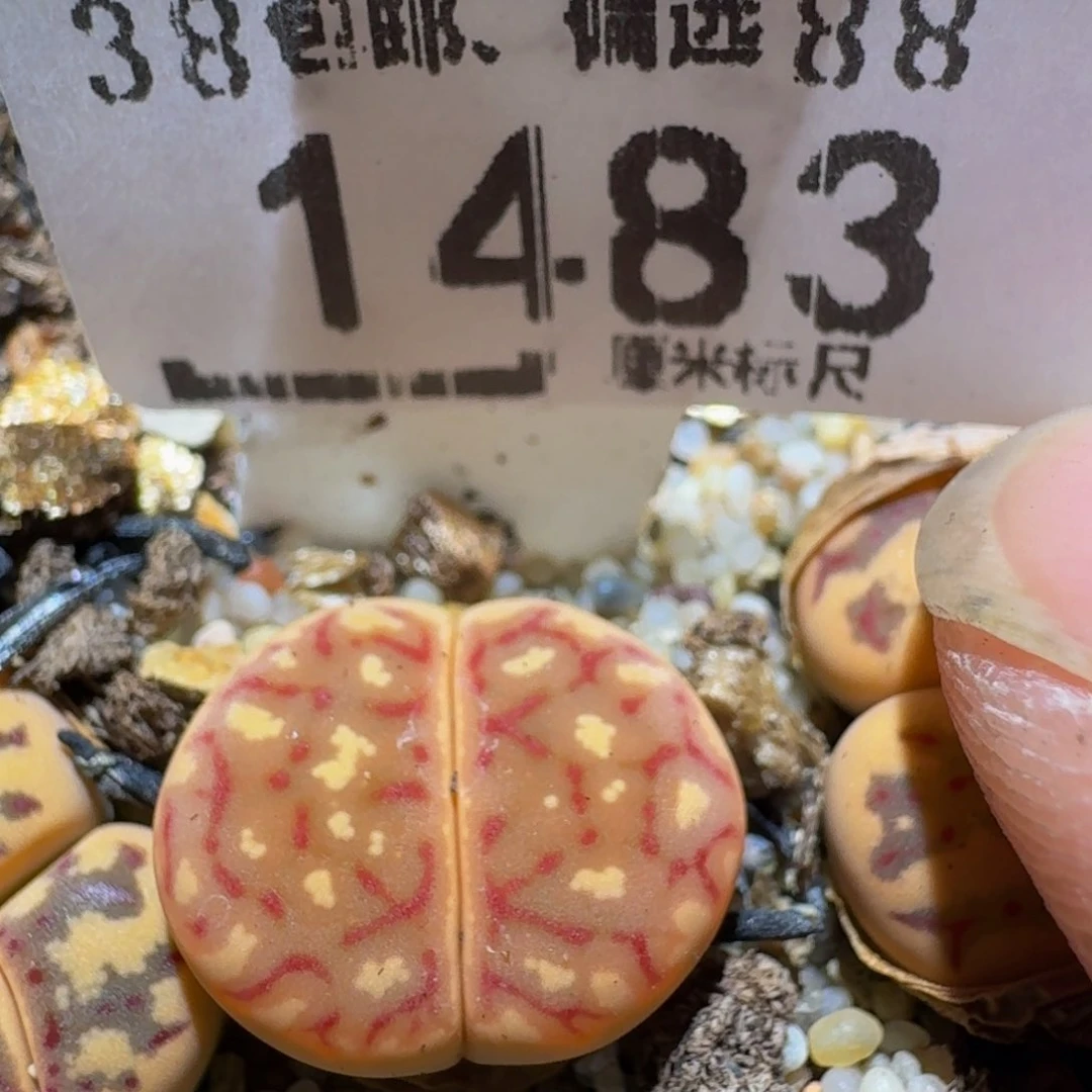 Zzzz生石花肉锥1483