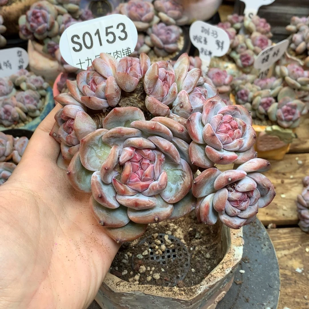 Y****S0153 雅 专拍星影老桩