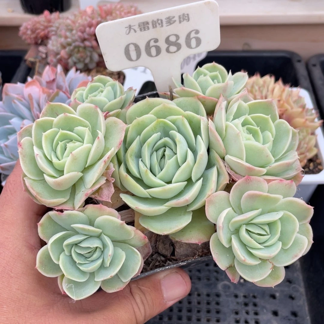 0686不认识不带盆12厘米