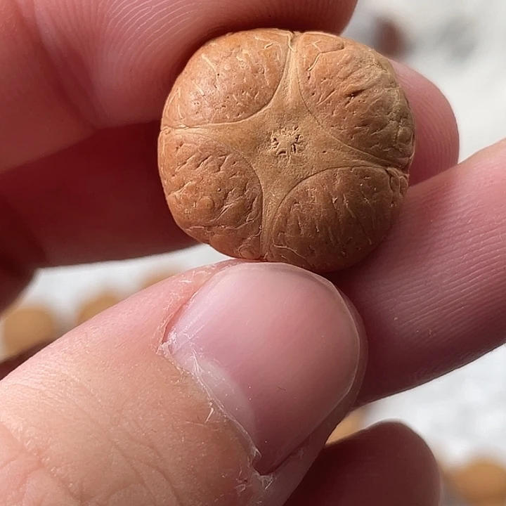 哒***哒凤眼菩提吊坠尼泊尔小凤眼