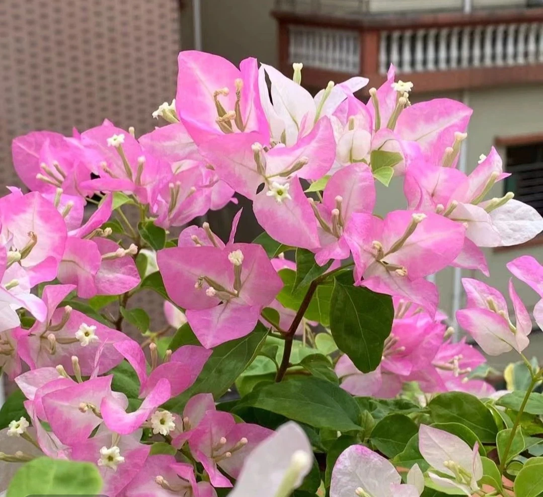 口红 三角梅勤花品种四季爆花 原生袋苗