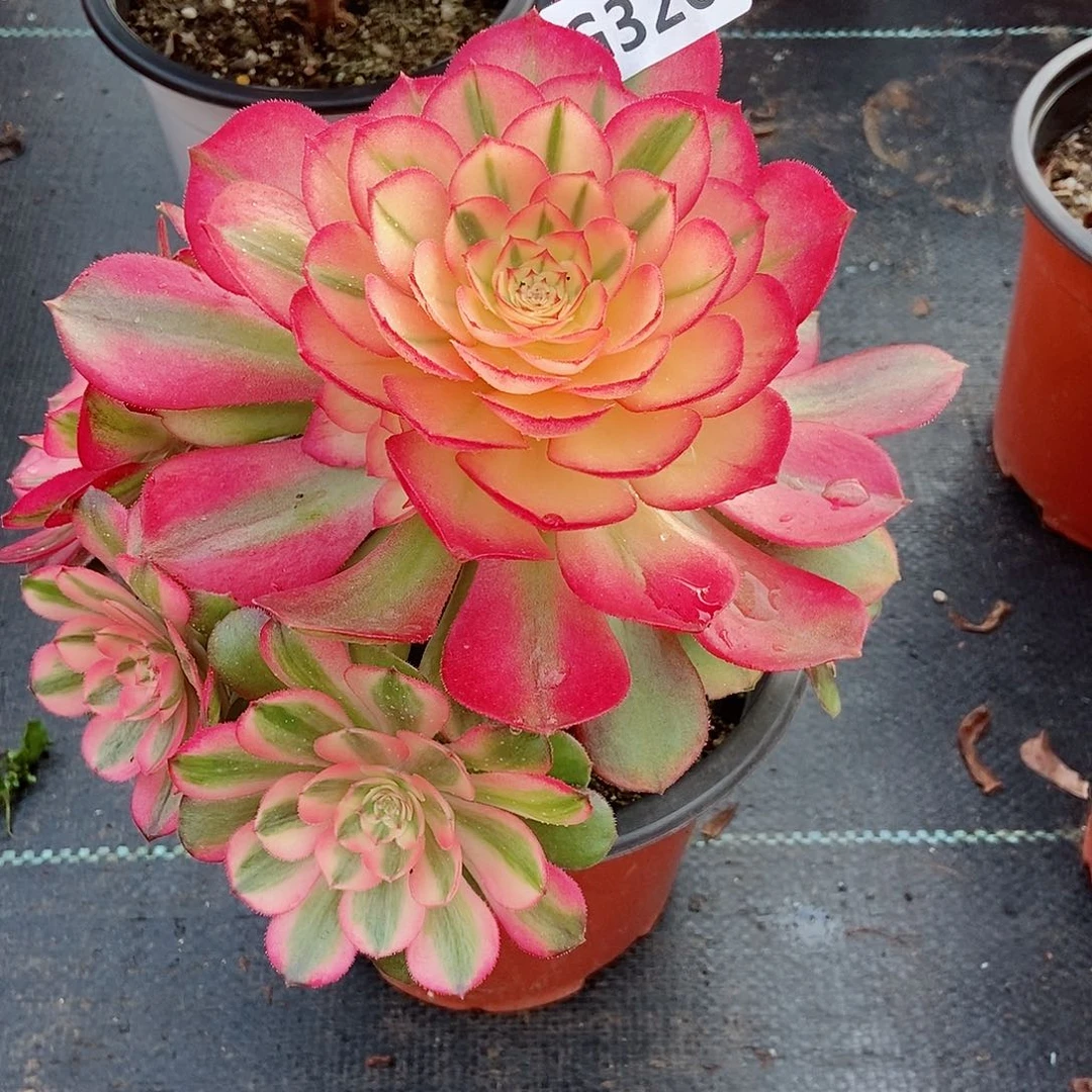 红陶梦*320荔枝3冠服16