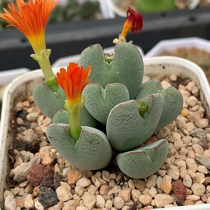精品多肉植物精品多肉