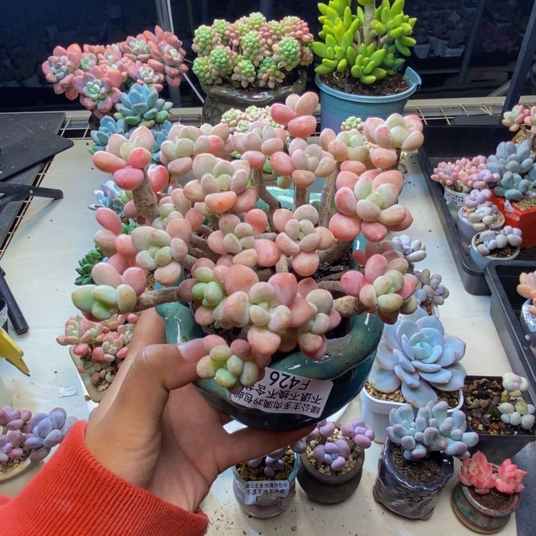 426鱼子酱多肉10cm