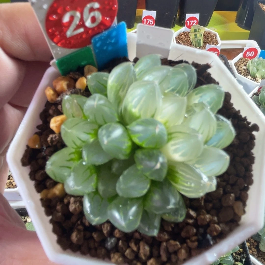 安****.双头玫瑰金玉露锦多肉