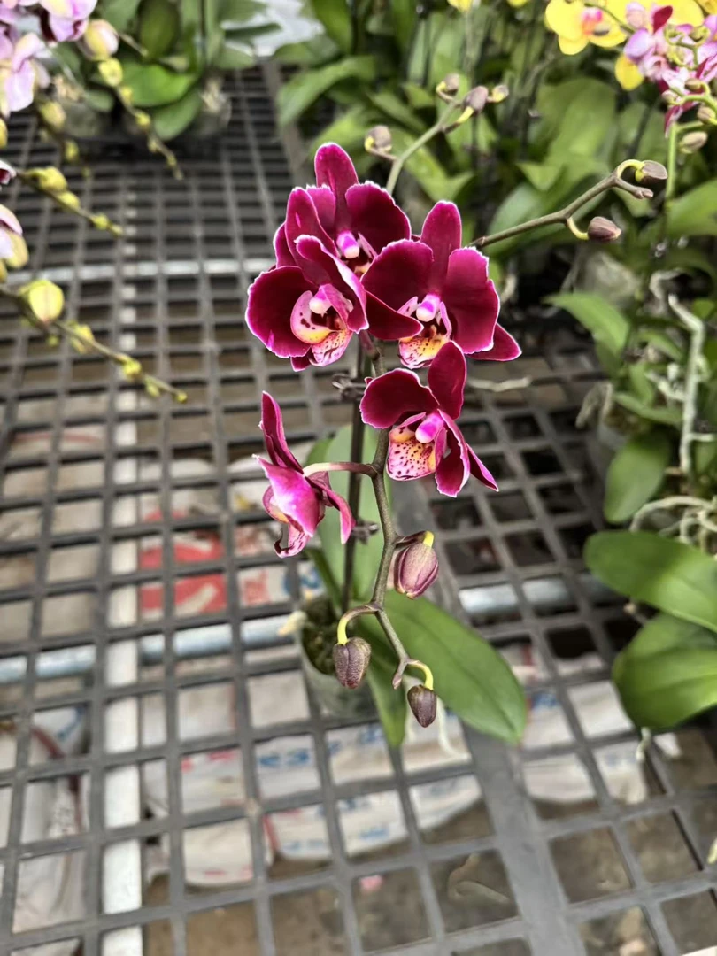 蝴蝶兰【黑狐狸】室内精品花卉昆明直发