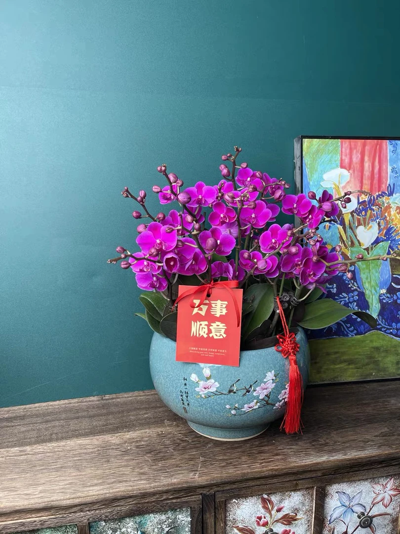 蝴蝶兰【红满天】带花苞盆栽兰花大苗客厅室内植物花卉四季好养活