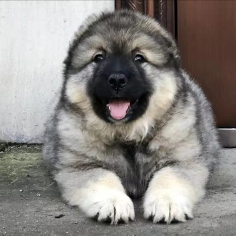 【盛世犬业】狗狗活体