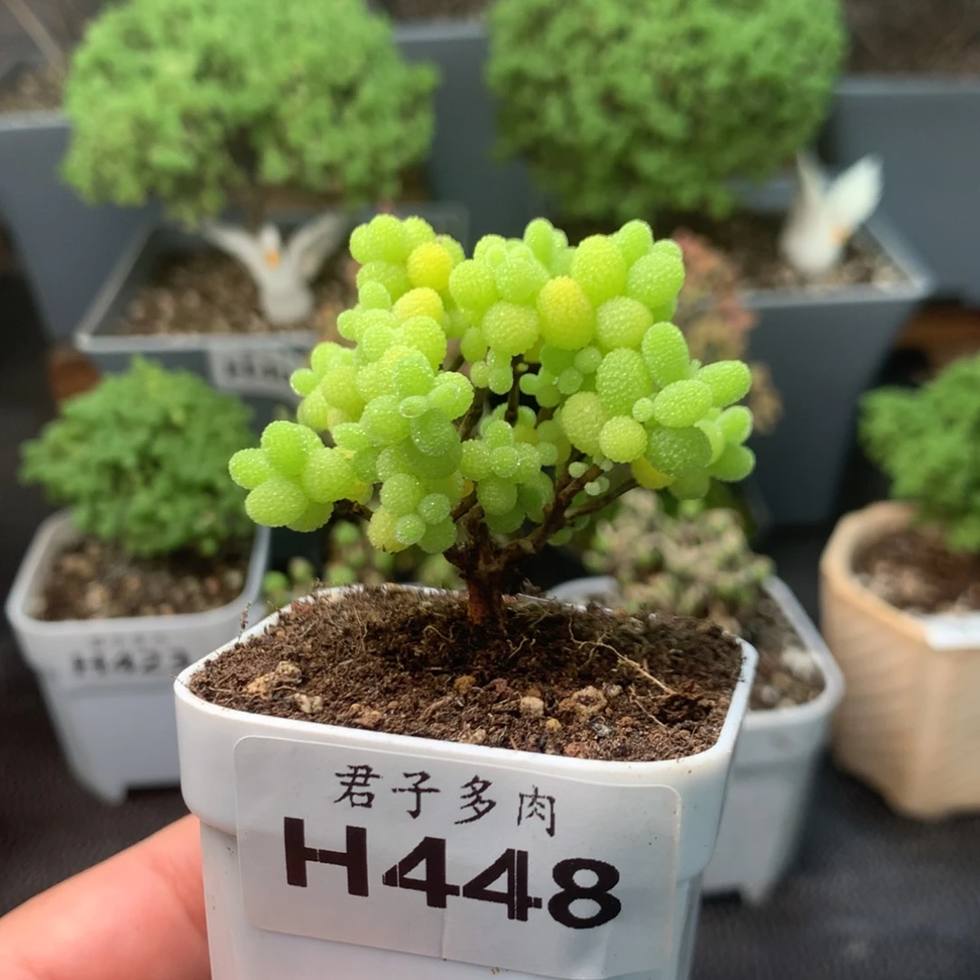 448金橘。