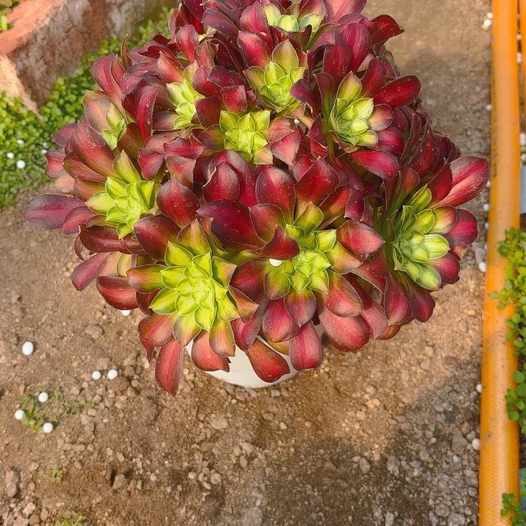 韶华多肉植物老庄