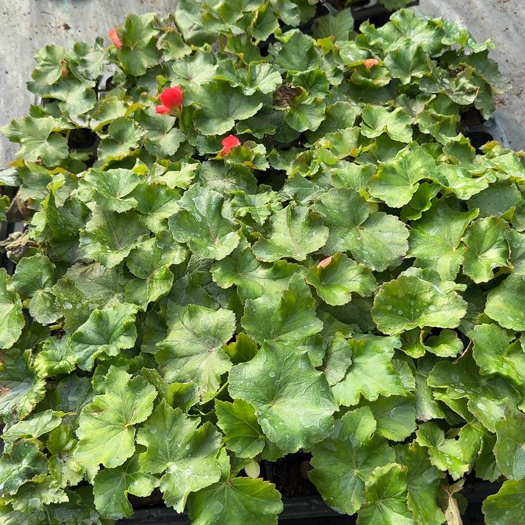 全部花苞福利6盆 丽格