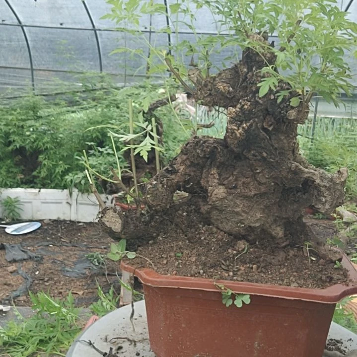 过***客当前无花栽培后可以开花