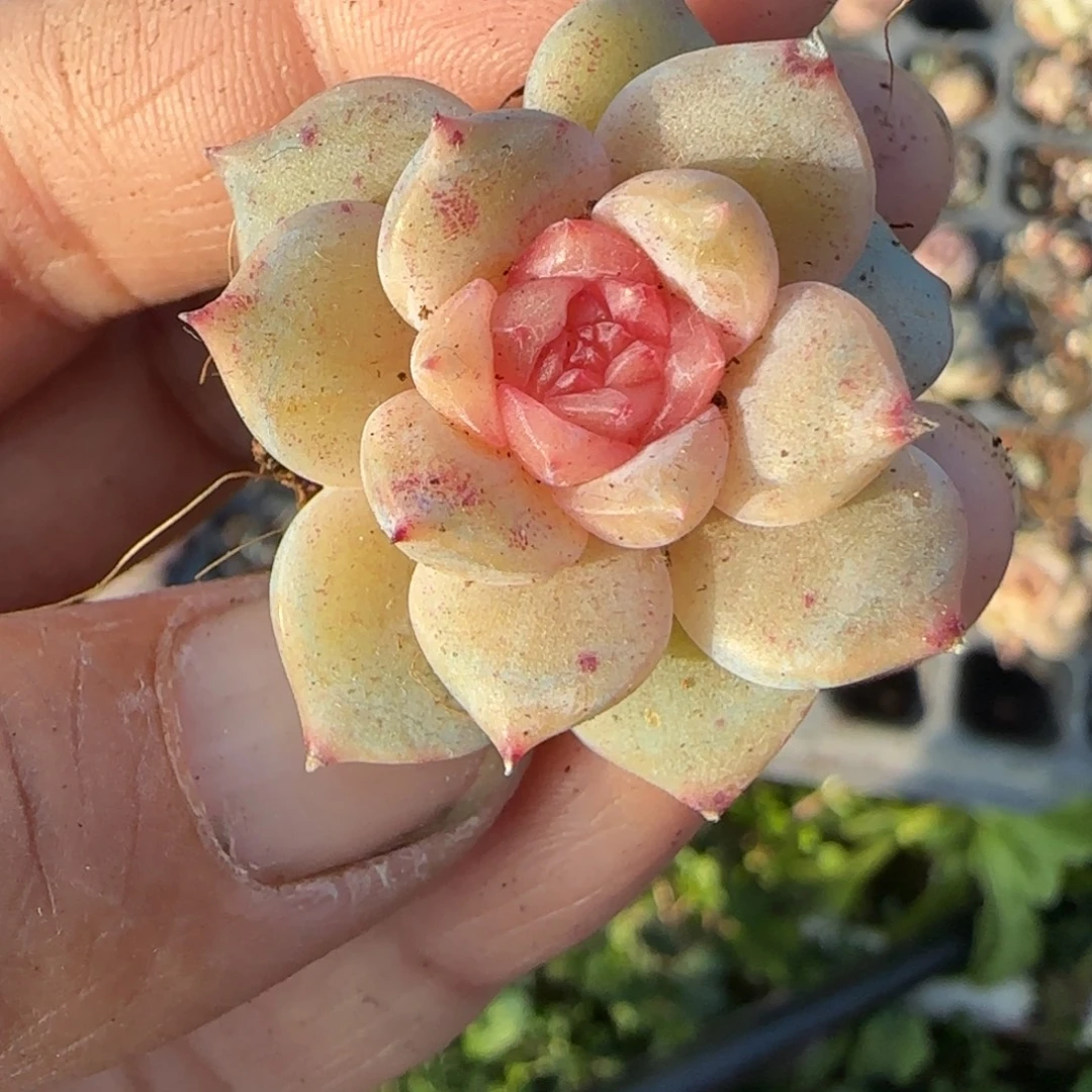 多肉小卡拉米糖心一物一拍