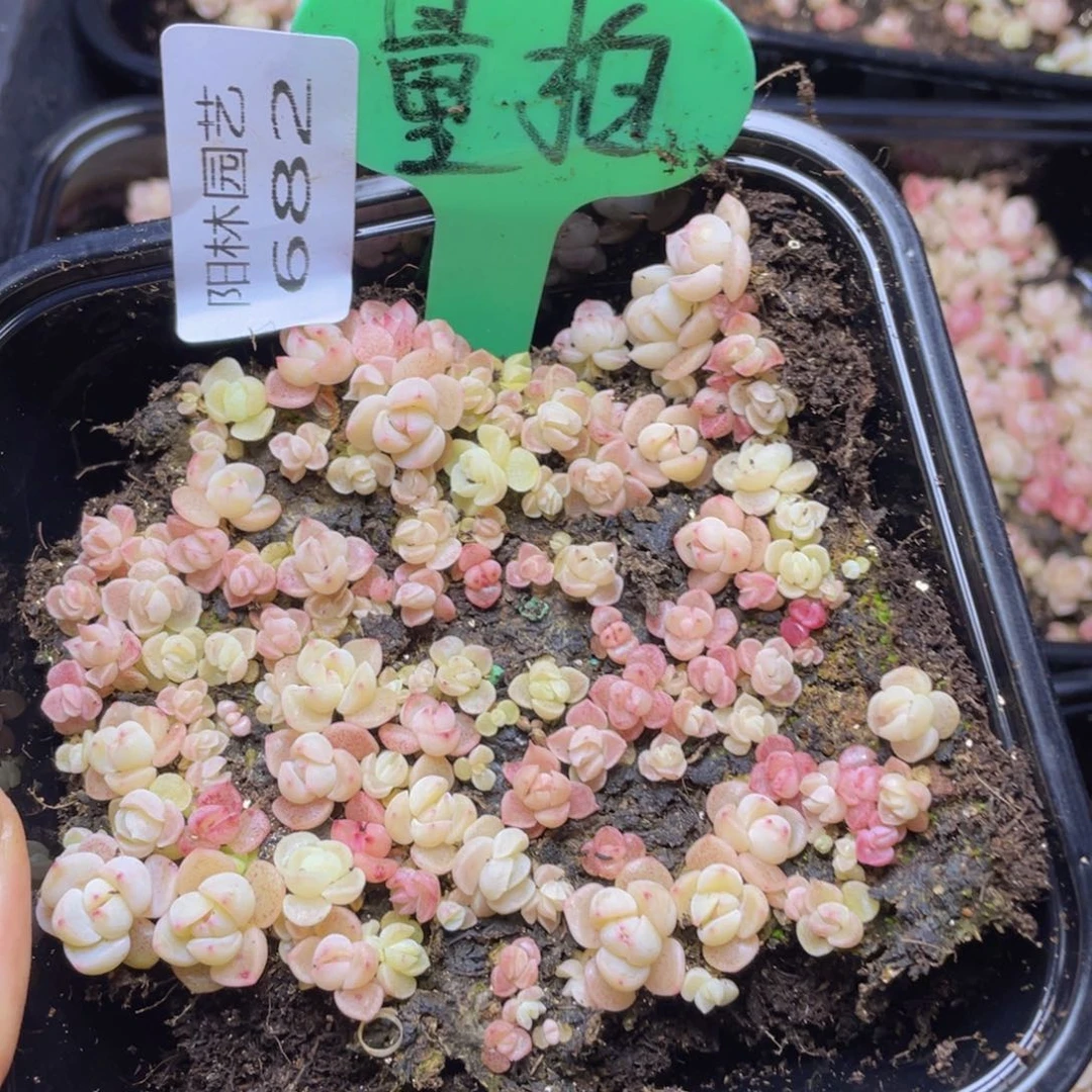 量拍多肉植物多肉植物682