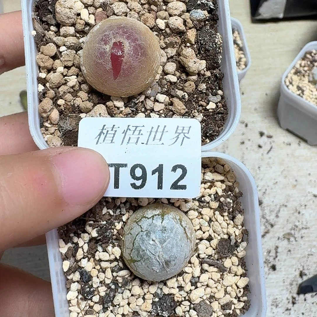 多肉植物的润泽额部b