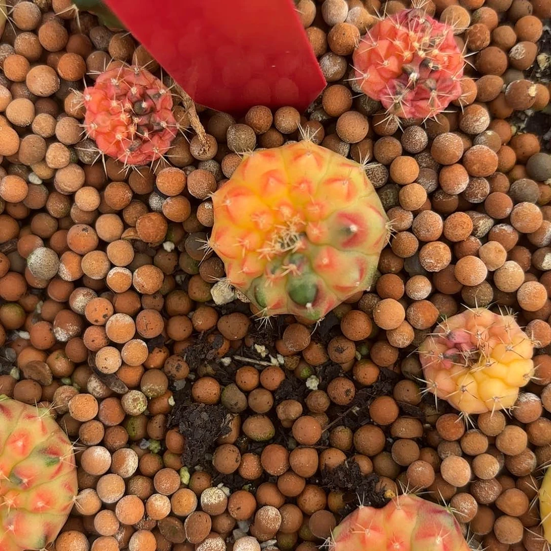 月***贝760-0919泰国发货