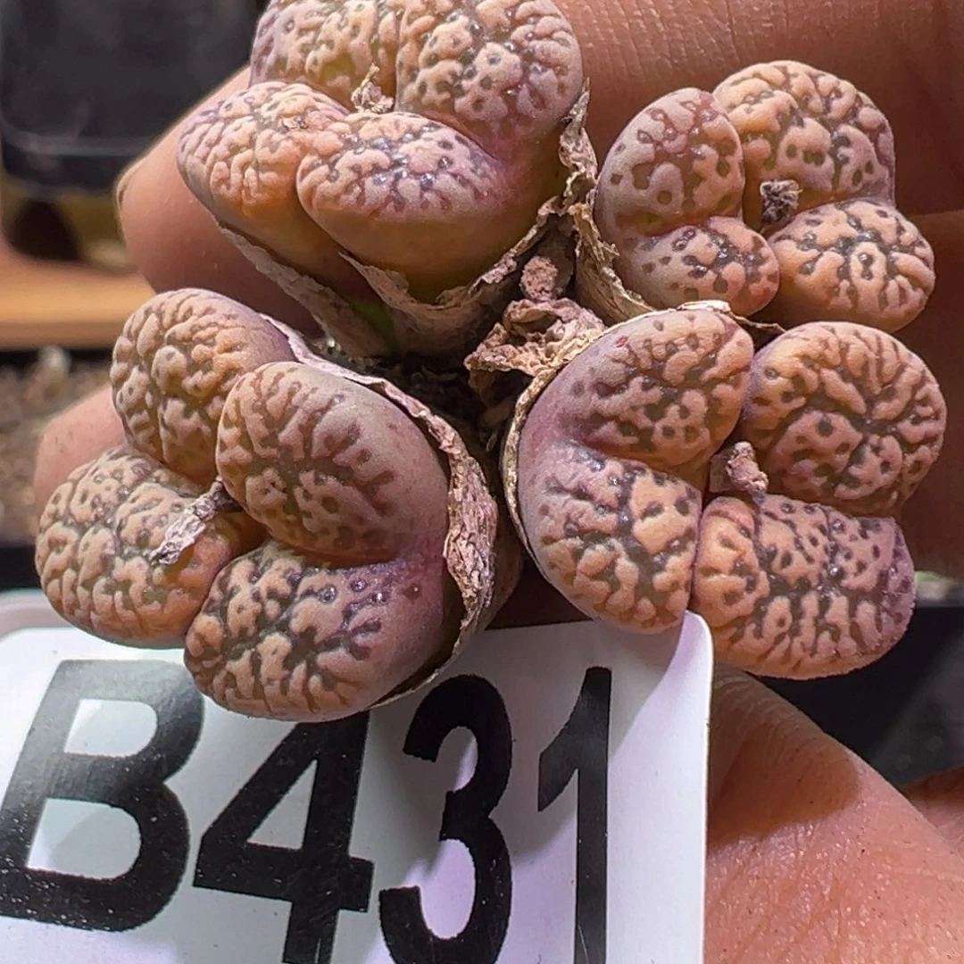 多肉植物1111111111