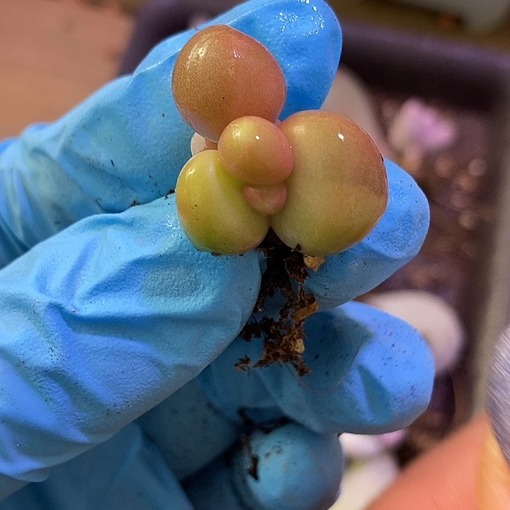 Kk奶酪锦多肉植物