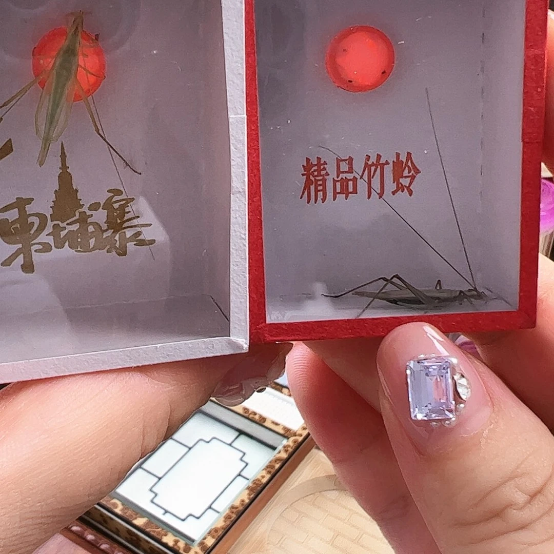哈哈哈紫竹柬埔寨