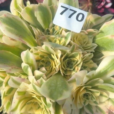 韩*法师迈巴赫18-10