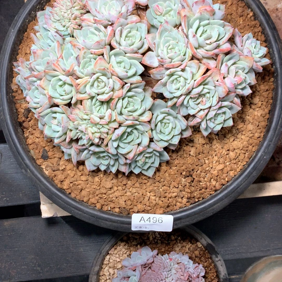 猪****A496售后范围签收起7天内，不拍冷链不售后！