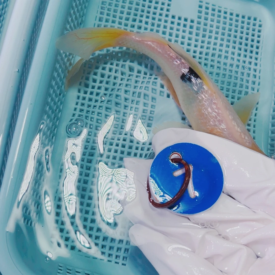 海水鱼锦鲤冷水观赏鱼7