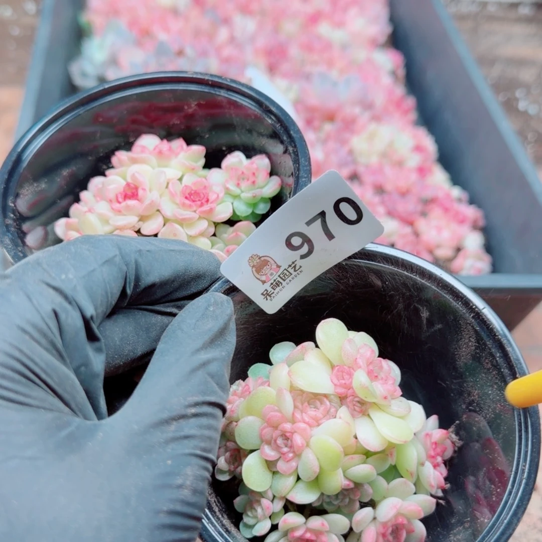 紫***x多肉植物多肉植物