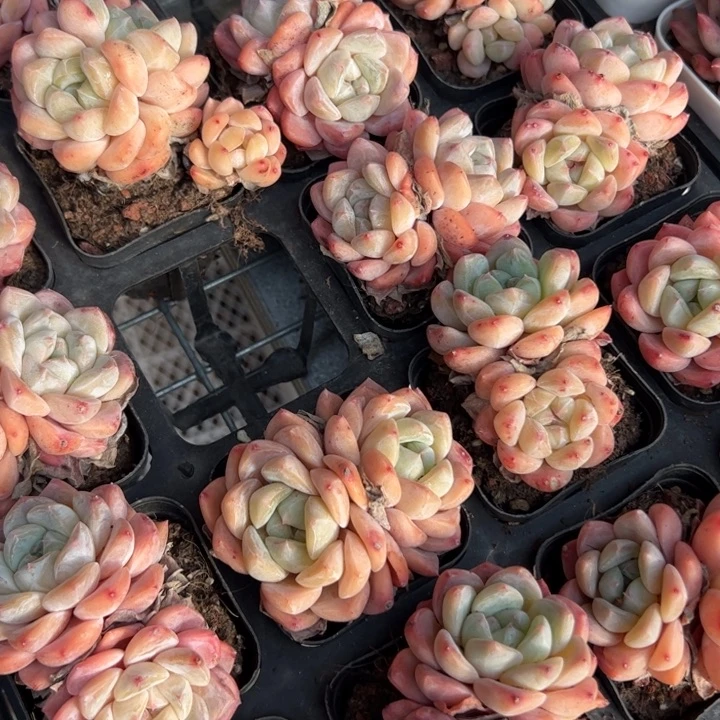 新疆包邮 双头厚梦