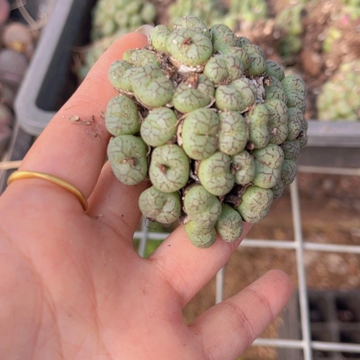 一颗猴脸群888888888888