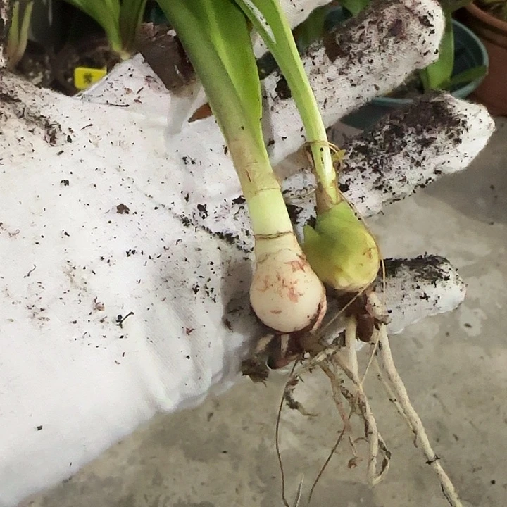 紫妖精1.5cm、白肋混球.