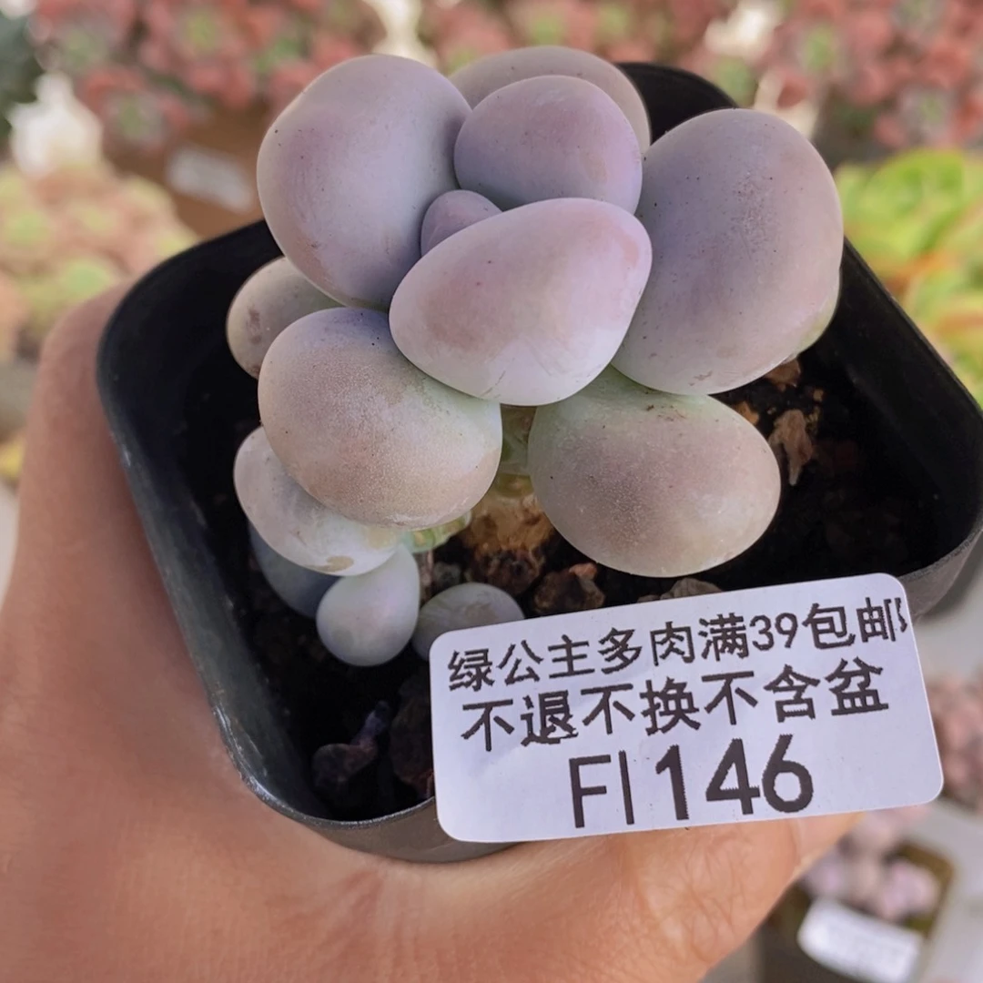 芭比奶洛5cm146多肉植物