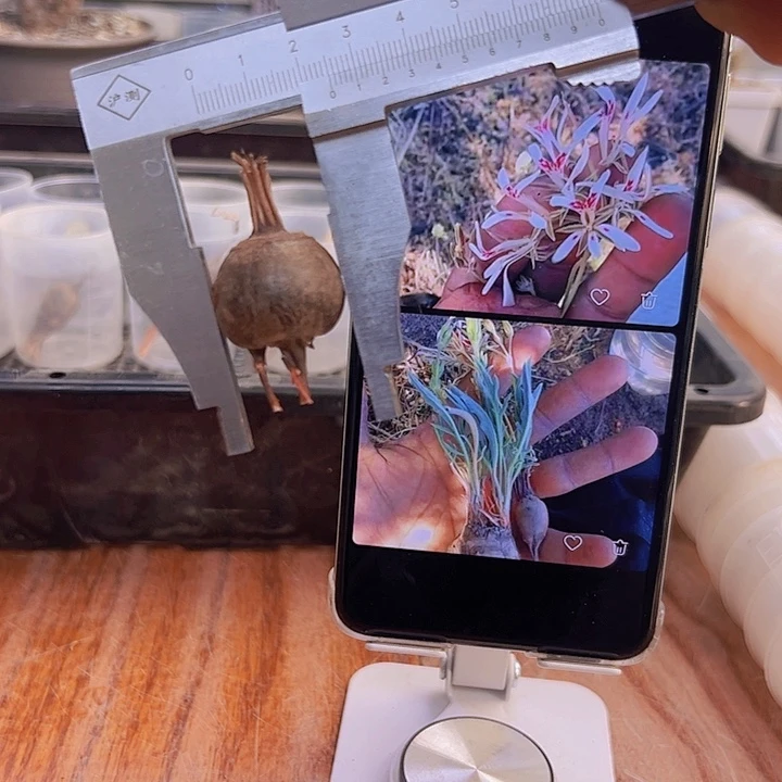 洋葵还不知道是啥品种2.5