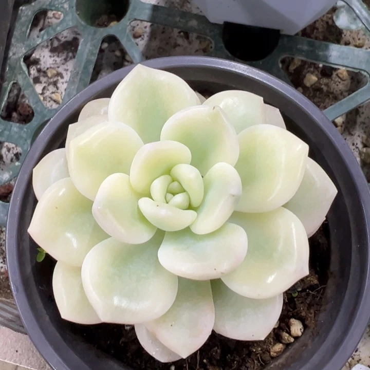 若桃锦一物一拍锦龙