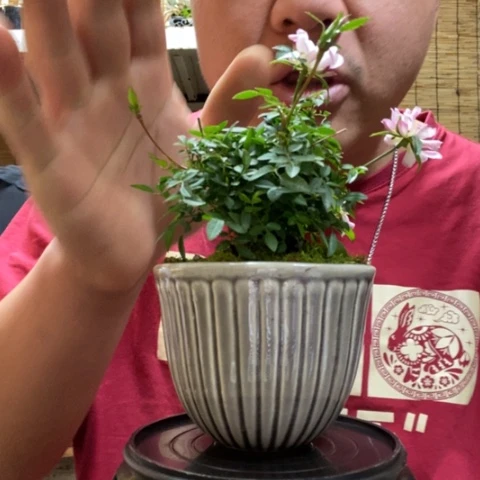 红陶一物一拍所见即所得143