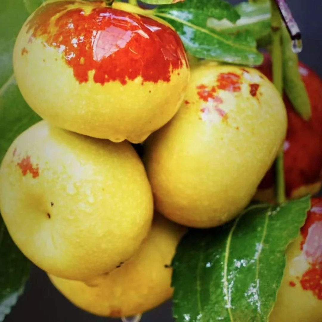 福利【油蟠脆枣营养杯苗1棵】新品种油蟠脆枣苗产地现挖现发