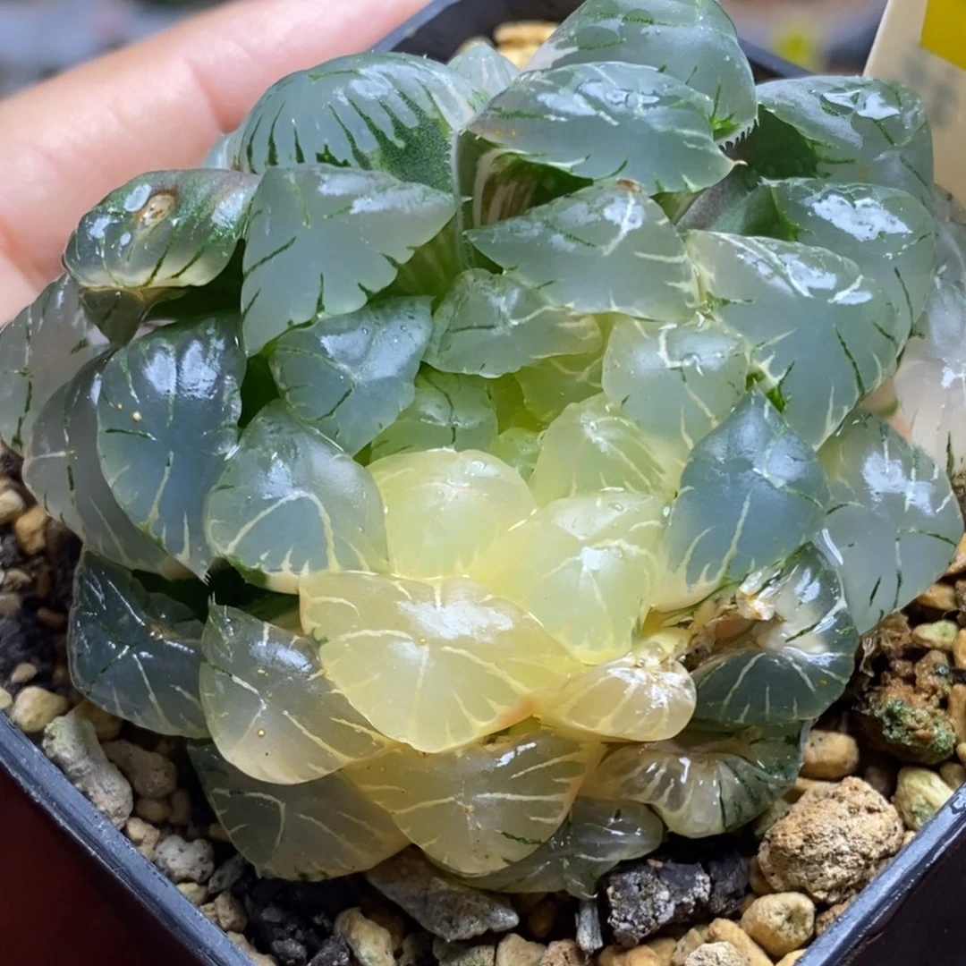 129号实生湖水侧芽机上班